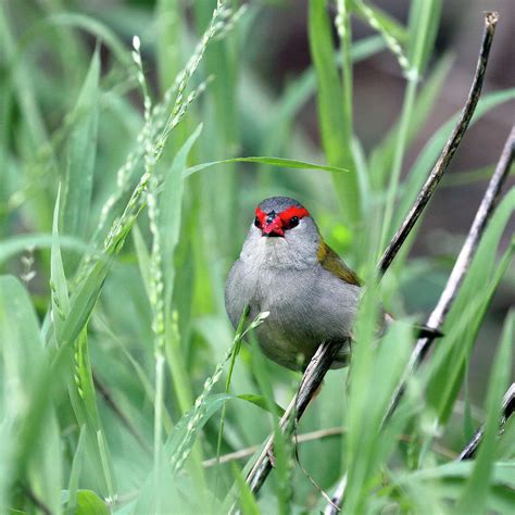 Red Browed Finch Photograph By Nicholas Blackwell Fine Art America