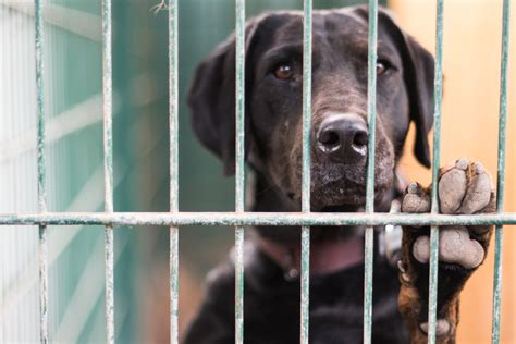 Bayern Tierheime überfüllt Deshalb geben Menschen ihre Haustiere ab