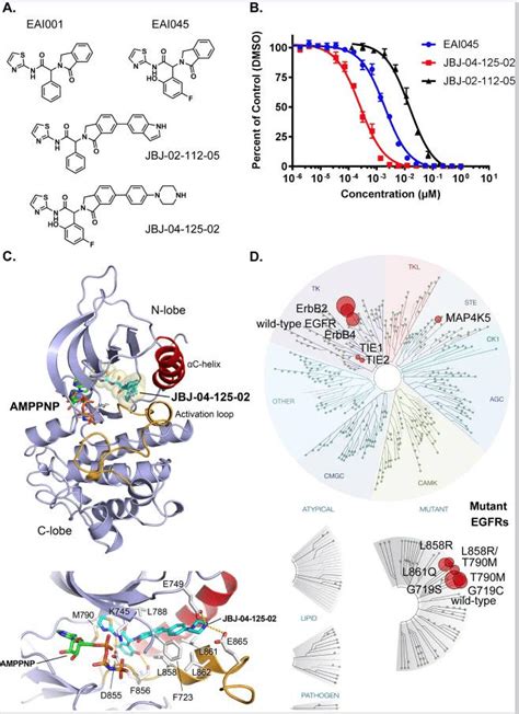 Allosteric Inhibitors For EGFR Driven Cancers An Alternative