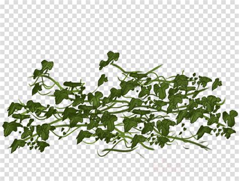 Ivy Transparent Clipart Vine Clip Art Free Transparent Png Download