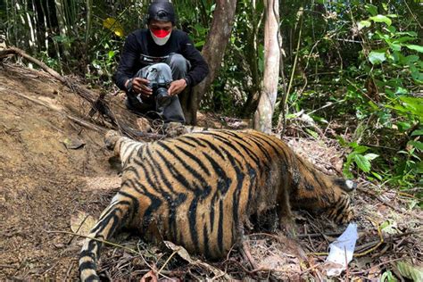 Menanti Terungkapnya Kasus Kematian Harimau Sumatera Di Aceh Selatan