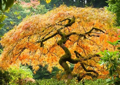 Japanese Maples for Fall Color | The Tree Center™