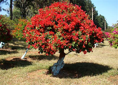 Image Red Flower Buganvilla Trees