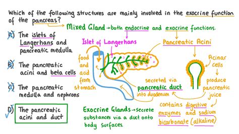 Question Video Identifying The Exocrine Structures Of The Pancreas Nagwa