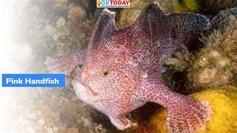 Why is ‘Rare Pink Handfish’ seen in the news? – GKToday