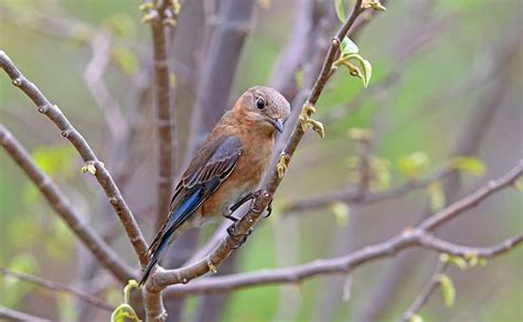 Identification Of The Female Eastern Bluebird Avian Report