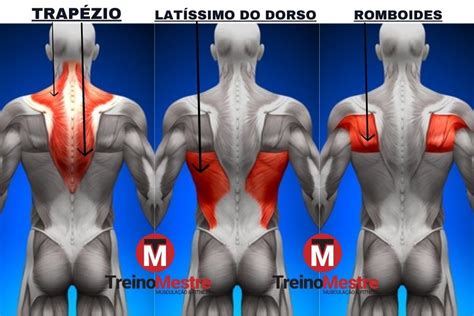 Treino De Costas Para Iniciantes Os Melhores Exerc Cios Ficha