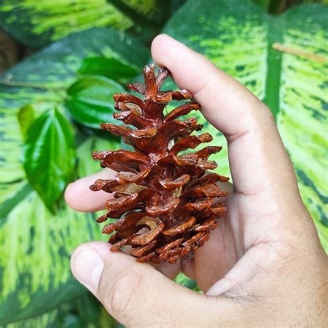 Jual Biji Pinus Kering Alami Bahan Rustic Buah Pinus Hiasan Ring Box