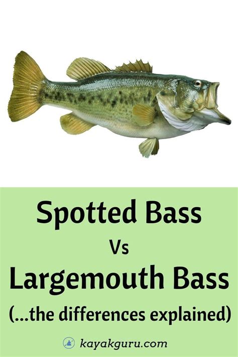 Spotted Bass Vs Largemouth Bass How To Tell The Key Differences In 2020 Largemouth Bass