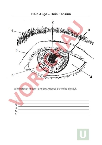 Arbeitsblatt Arbeitsblatt Auge Biologie Anatomie Physiologie