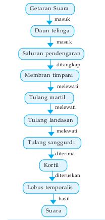 Proses Telinga Mendengar Bunyi Brain