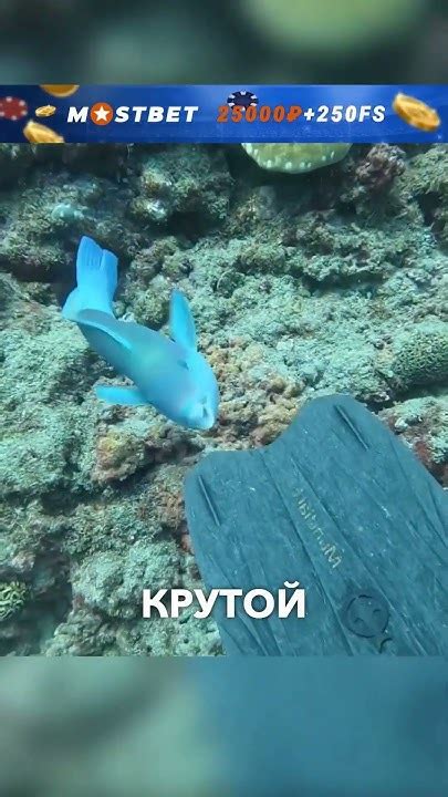 Никаких немо #истории #история #озвучка #смешнаяозвучка #добрыеновости ...
