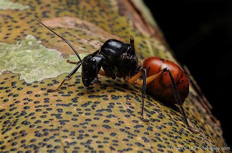 Dinomyrmex Gigas Borneensis From Lubok Antu Sarawak Malaysia On March