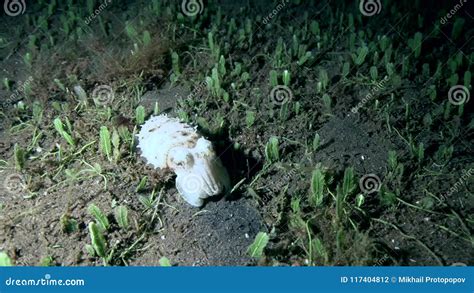 Needle Cuttlefish Sepia Aculeata On The Sand In Zulu Sea Dumaguete