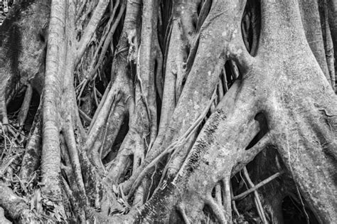 Dorrigo Rainforest Australian Photography