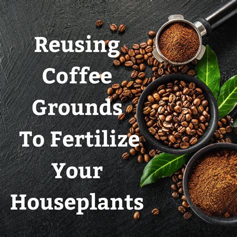 Reusing Coffee Grounds The Best Way To Fertilize Your Houseplants Tumbleweed Plants