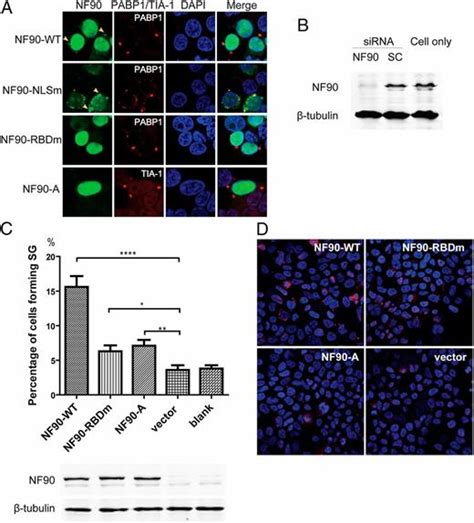 Nf90 Exerts Antiviral Activity Through Regulation Of Pkr