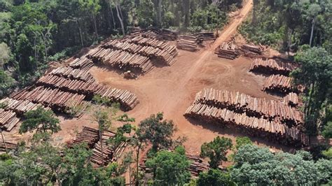 Illegal Logging Reaches Amazons Untouched Core Whowhatwhy