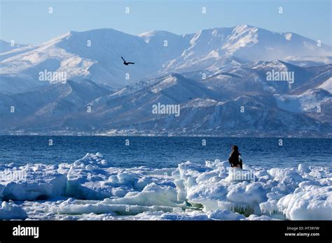 Stellers Sea Eagle Haliaeetus Pelagicus On Sea Ice Sea Of Okhotsk