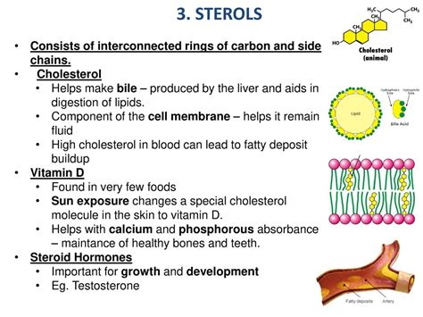 Macromolecules Lipids Ppt Download