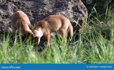 Two Young Red Foxes Digging In The Groung Near His Burrow Vulpes Stock