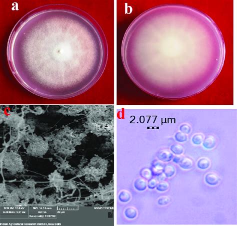 Morphological Observations Of B Bassiana Colony Appearance On Pda A Download Scientific