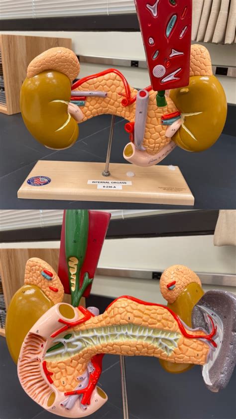 Pancreas Model Diagram Quizlet