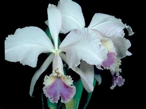 Cattleya Colombian Flower Meaning Best Flower Site