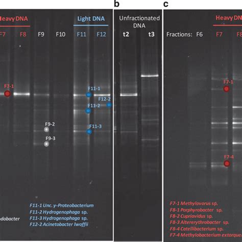 Denaturing Gradient Gel Electrophoresis Analysis Of Bacterial 16s Rrna Download Scientific