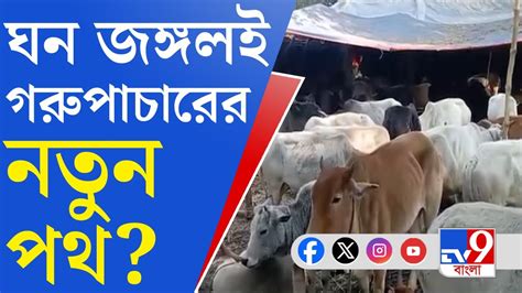 Birbhum Cattle Smuggle অনবরত জল কর মদত গরপচরর রমরম বরভম