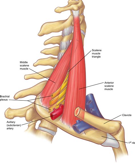 Anatomy Of The Thoracic Outlet Thoracic Surgery Clinics