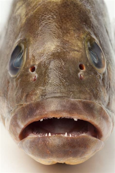 Grouper And Teeth Grand Cayman Stock Photo Image Of Night Feed 6910662