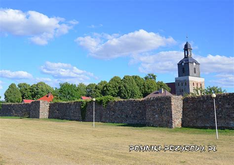 Pomnikowa robinia biała z Morynia (pow. gryfiński, zachodniopomorskie ...