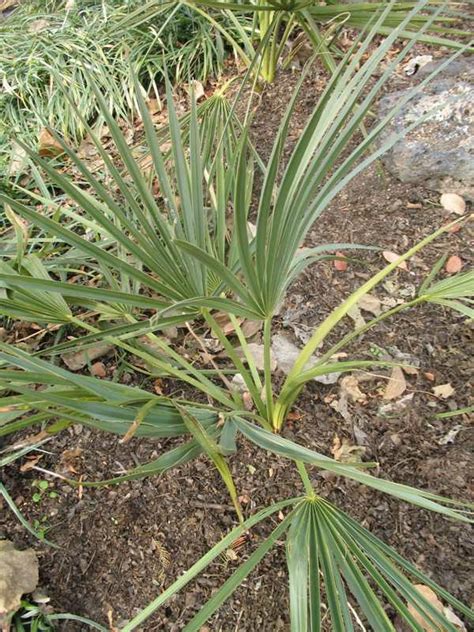 dwarf palmetto sabal minor focal farm