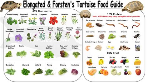 the red and yellow footed food guide is shown in two separate panels ...