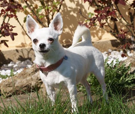 Accueil Elevage Du Grimoire Des Nains Eleveur De Chiens Chihuahua