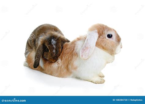 Rabbit Mating. Mini Lop Ear Rabbits Mating on White Background. Rabbit ...