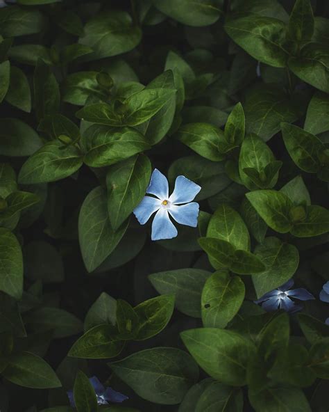 Hd Wallpaper Selective Focus Photography Of Blue Vinca Rosea Flower