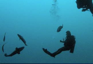 The Great Blue Hole Lighthouse Reef Atoll Snorkel