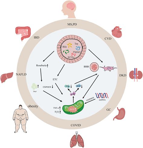 The Role Of The “gut Microbiota Mitochondria” Crosstalk In The