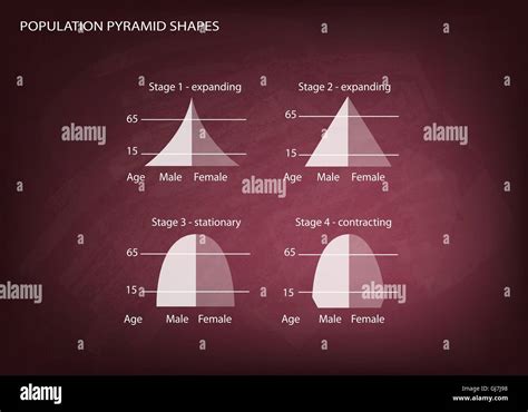 Population And Demography Illustration Set Of 4 Types Of Population Pyramids Chart Or Age