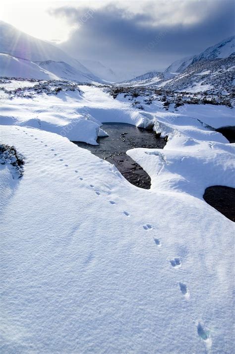 Snowy landscape, Scotland - Stock Image - C008/9566 - Science Photo Library