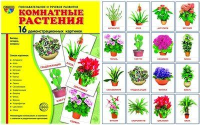 Карточки демонстрационные Комнатные растения 16шт 173х220мм - | Купить ...