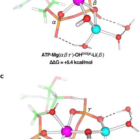 M062X 6 311 G d p optimized structures of Li bound to ATP Mg αβ