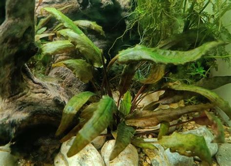 Cryptocoryne The Complete Planting Propagation And Care Guide