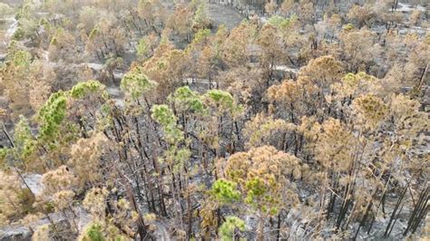 Charred Dead Vegetation Burnt Down After Wildfire Destroyed Florida