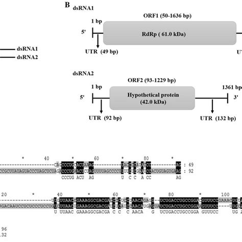 Dsrna And Genome Organization Of Fcpv A Purified Dsrna Isolated