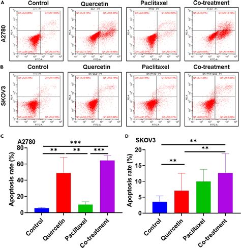 The Impact Of Quercetin And Paclitaxel Combination On Ovarian Cancer