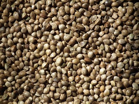 Top Health Seeds – Health and Fitness