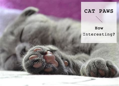 Some Interesting Facts About Cat Paws Cats In Care